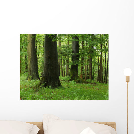 Forest Wall Mural