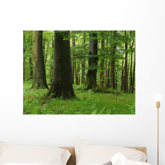 Forest Wall Mural