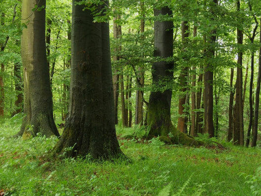 Forest Wall Mural