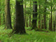Forest Wall Mural