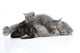 Mother Cat Milk Feeding