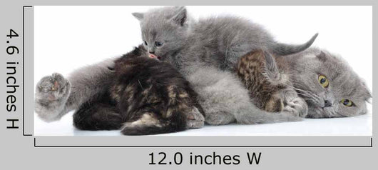 Mother Cat Milk Feeding