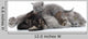 Mother Cat Milk Feeding