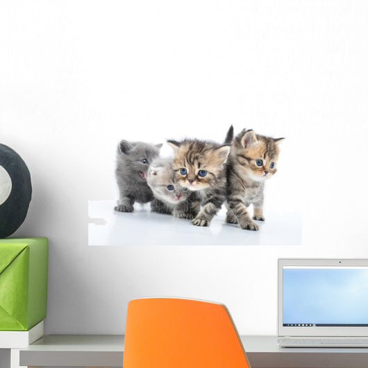 Group Little Kittens