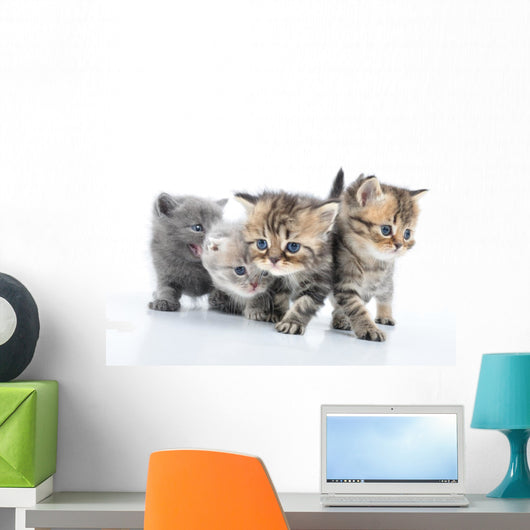 Group Little Kittens