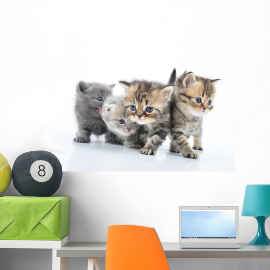 Group Little Kittens