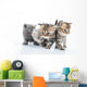 Group Little Kittens