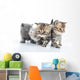 Group Little Kittens