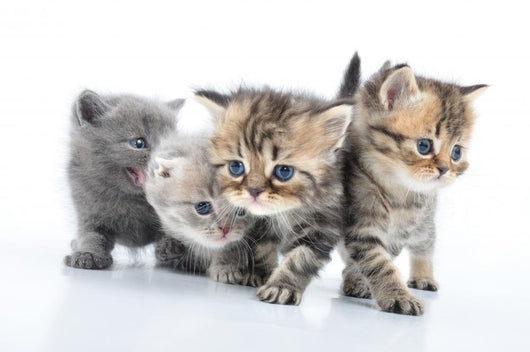 Group Little Kittens