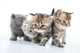 Group Little Kittens