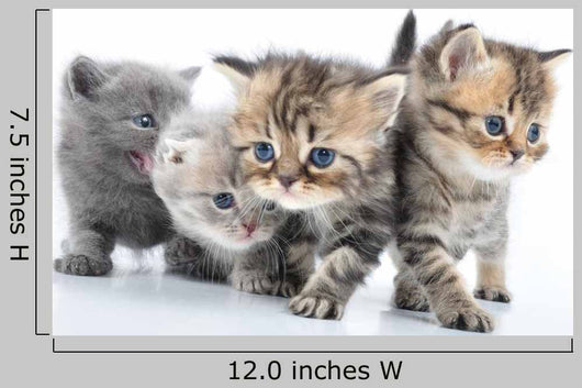 Group Little Kittens