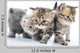 Group Little Kittens