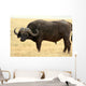 Safari Wall Mural