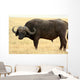 Safari Wall Mural