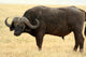 Safari Wall Mural