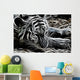 Tiger Wall Mural
