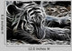 Tiger Wall Mural