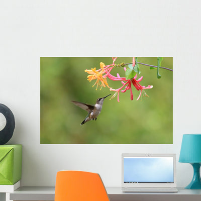 Hummingbird and Honeysuckle Wall Mural shown on a wall