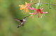Hummingbird and Honeysuckle Wall Mural