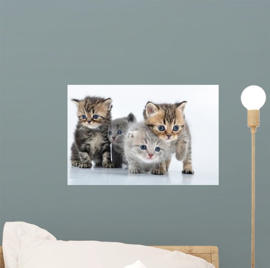 Group Little Kittens