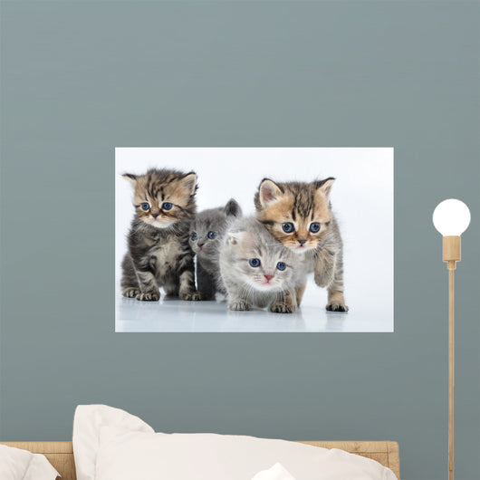 Group Little Kittens