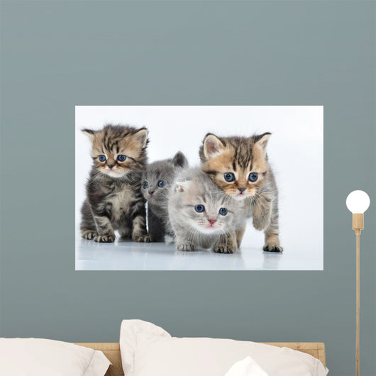 Group Little Kittens