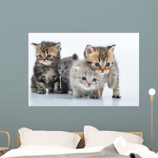 Group Little Kittens