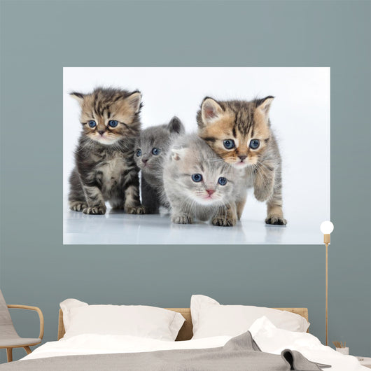 Group Little Kittens
