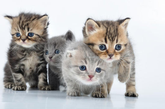 Group Little Kittens