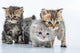Group Little Kittens