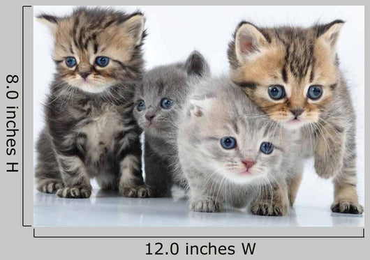 Group Little Kittens