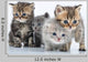 Group Little Kittens