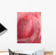 Pink Rose Droplets Wall Mural