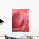 Pink Rose Droplets Wall Mural