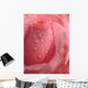 Pink Rose Droplets Wall Mural