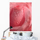 Pink Rose Droplets Wall Mural