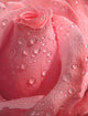 Pink Rose Droplets Wall Mural