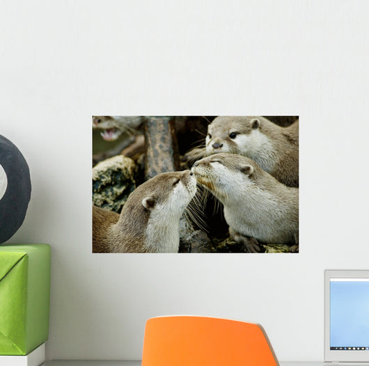 otters kissing Wall Mural
