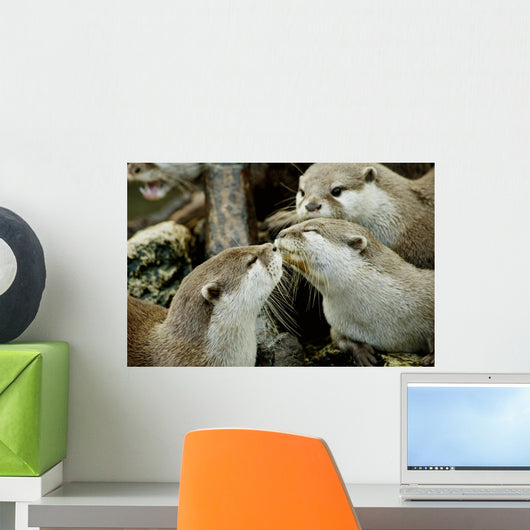 otters kissing Wall Mural