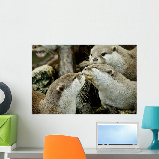 otters kissing Wall Mural