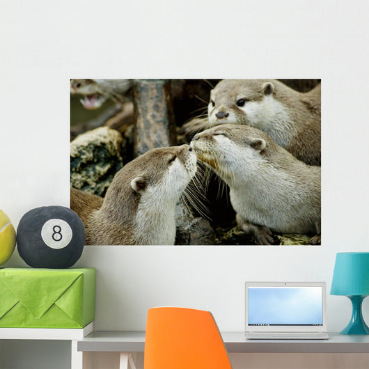 otters kissing Wall Mural