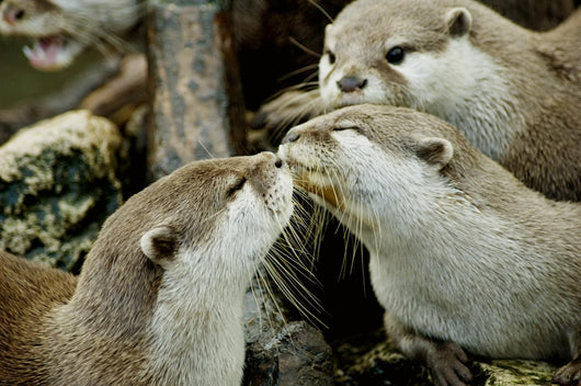 otters kissing Wall Mural