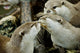otters kissing Wall Mural