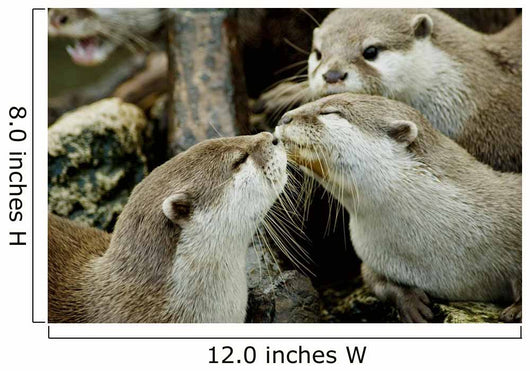 otters kissing Wall Mural