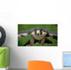 Peregrine Falcon Wall Mural