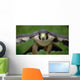 Peregrine Falcon Wall Mural