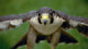 Peregrine Falcon Wall Mural
