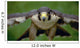 Peregrine Falcon Wall Mural