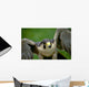 Peregrine Falcon Wall Mural