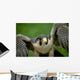 Peregrine Falcon Wall Mural